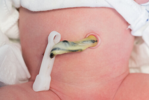 Cordão umbilical: o fio de vida que sustenta seu bebê até o nascimento